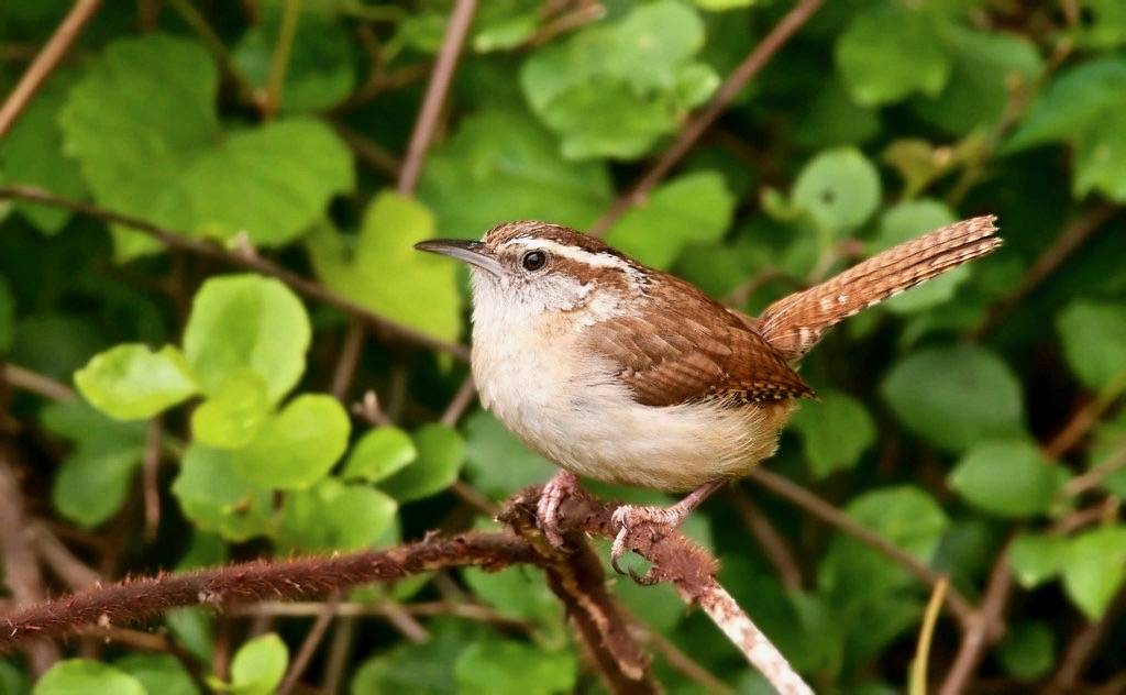 Carolina Wren, PA.by Kelly Colgan Azar is licensed under CC BY-ND 2.0